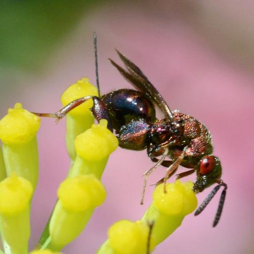 Torymus sp.